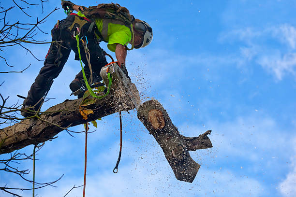  , USA Tree Services Pros